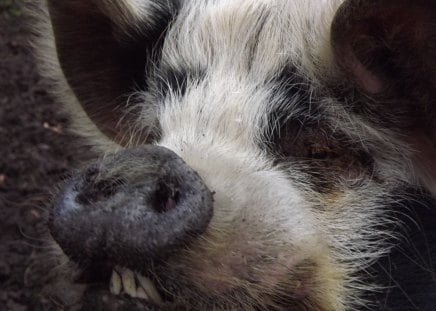 Female Kune Kune Pig Close-up - Kune Kune Pig, Female Kune Kune, Female Kune Kune Pig, Pig, Female Pig, Kune Kune