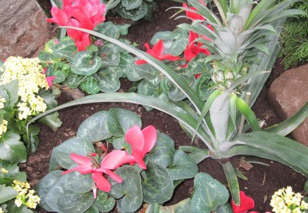 Professional gardener at the glass pyramids 27 - pineapple, photography, cyclamen, yellow, red, plant, green, flowers, garden