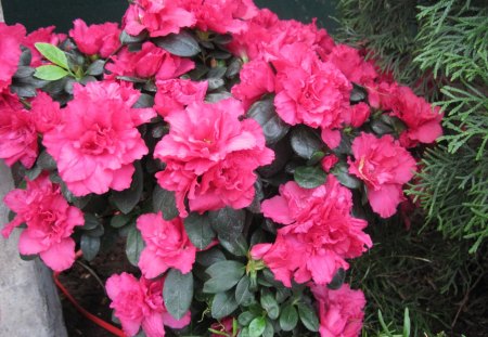 Professional gardener at the glass pyramids 28 - red, photography, green, flowers, azalea, garden