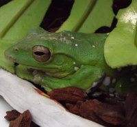 Whites Tree Frog Relaxing