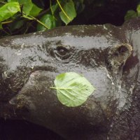 Pygmy Hippo Close-up