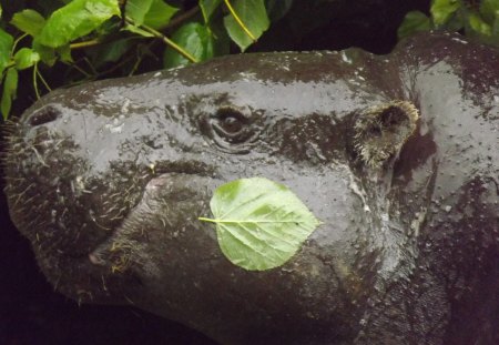 Pygmy Hippo Close-up - Female Pygmy Hippo, Pygmy, Female Hippo, Pygmy Hippo, Hippo