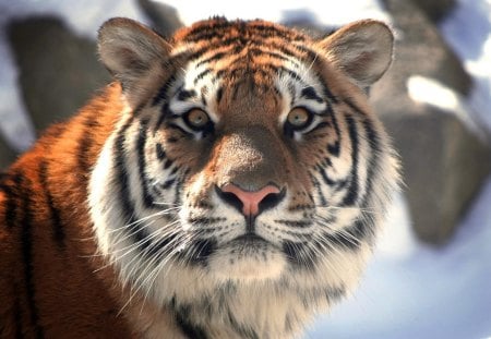 tiger - animal, beautiful, face, tiger, cat