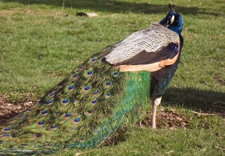 Peacock Closed Plumage - Peacock, Bird, Plumage, Feathers