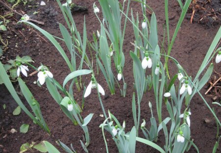 Professional gardener at the glass pyramids 46 - white, photography, green, snowdrops, flowers, garden