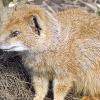 Yellow Mongoose Close-up