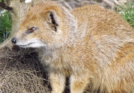 Yellow Mongoose Close-up - mongoose, red meerkat, mongoose close-up, yellow mongoose