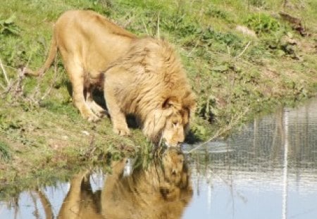 African Lion Drinking - african lion drinking, lion drinking, african lion, lion