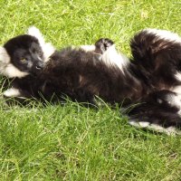 Black and White Lemur Relaxing