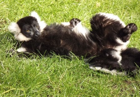 Black and White Lemur Relaxing - Lemur, Black and White Lemur in Sun, Lemur in Sun, Black and White Lemur