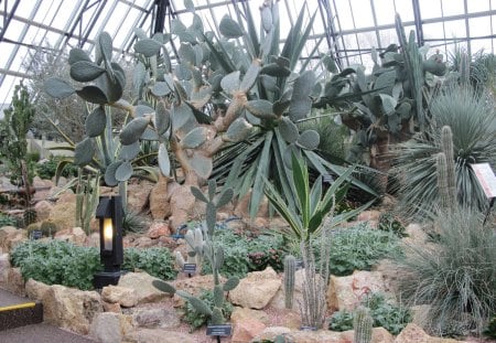 Cactus pyramids - trees, Flowers, garden, green, photography, Cactus, rocks