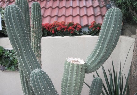 Cactus trees - Flowers, garden, red, green, photography, Cactus