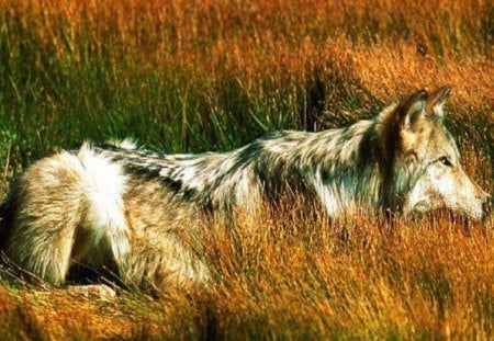 Taking A Walk - dogs, wolf, field, animals