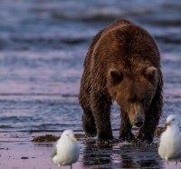 bear and seagulls