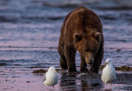 bear and seagulls - water, seagulls, bear, wild