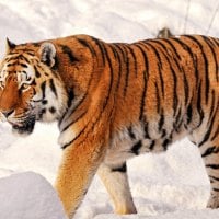 Tiger walking in the snow