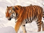 Tiger walking in the snow