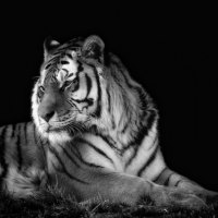 great Tiger