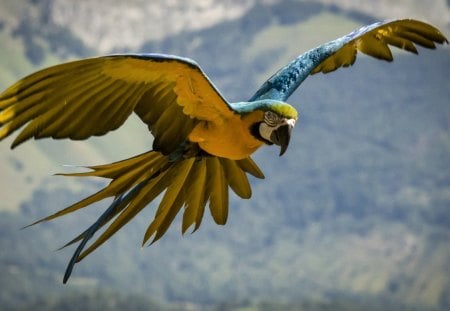 macaw - birds, macaw, fly, wings