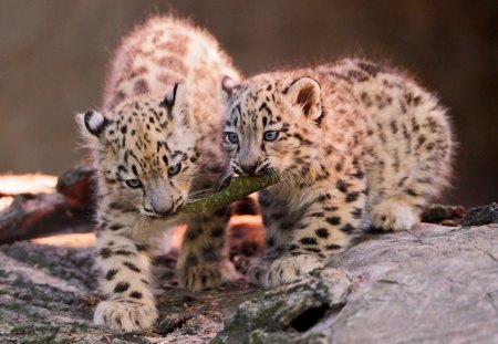 cubs playing - cat, wild, playing, puppies