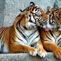 Two tigers