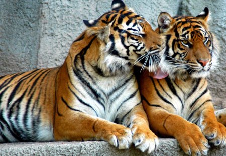 Two tigers - two, couple, tiger, wild