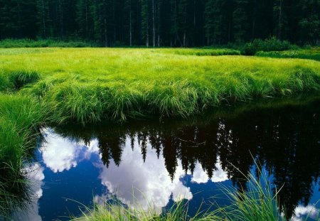 Forest meadow - forest, water, meadow, grass