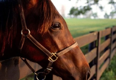 Horse in the corral - fence, horse, corral, grass