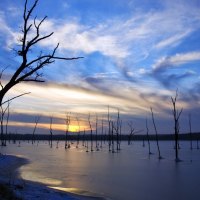 a grove of trees in a lake at winter