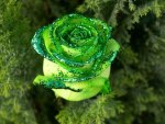 green rose