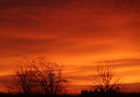 Orange Sky, Bare Bushes - cloud, sky, bushes, clouds