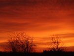 Orange Sky, Bare Bushes