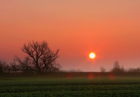 pinpoint sunset - orange, tree, fields, sunset