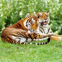 Two tigers