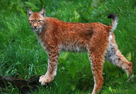 lynx - grass, lynx, wild, cat