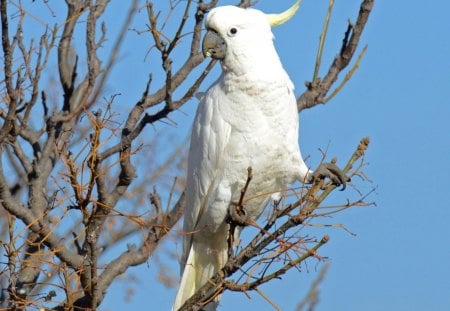 macaw - birds, branch, macaw, tree