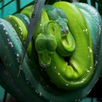 green Snake