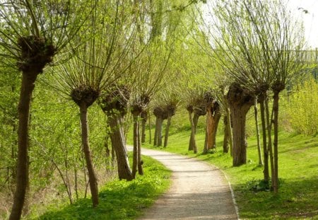 Tree avenue - summer, tree, avenue, trail