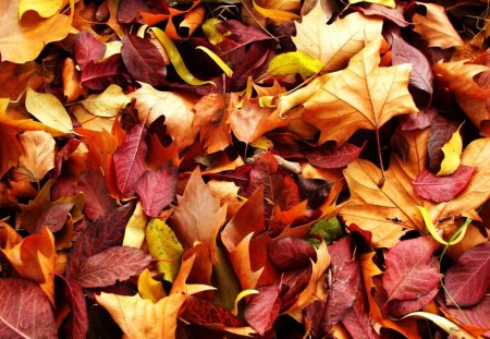 ~Autumn Leaves~ - season, nature, fall, autumn, leaves