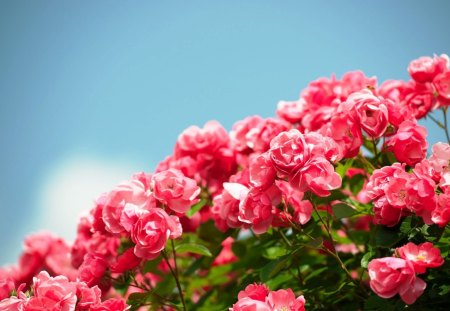 A Lovely Pink Flowers - flowers, nice, bloosoms, pink