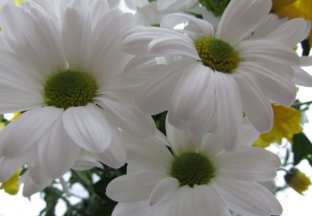 Big Daisies - blooms, flora, daisies, petals