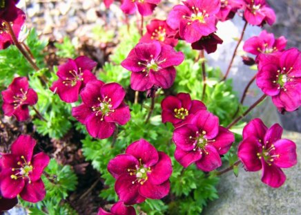 Red Saxifraga - flowers, garden, red, nature