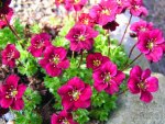 Red Saxifraga