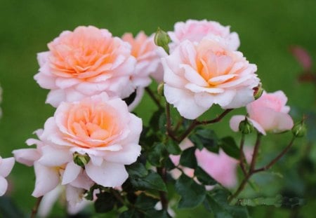 Creamy and Dreamy Roses - flowers, roses, nature, creamy, pink