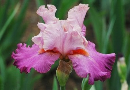 Beared  Iris - flower, pink, nature, iris