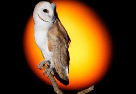 Owl on the Moon - beautiful, moon, animal, owl