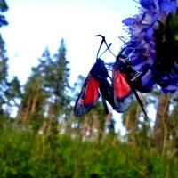 Butterfly love