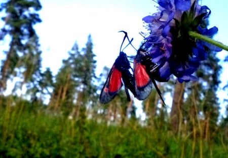 Butterfly love - flowers, fantasy, nature, butterfllys, beauty, love