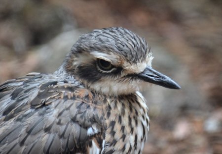 Peaceful Rest - nature, animals, birds, photography