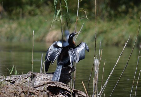 Cooling off - nature, animals, birds, photography